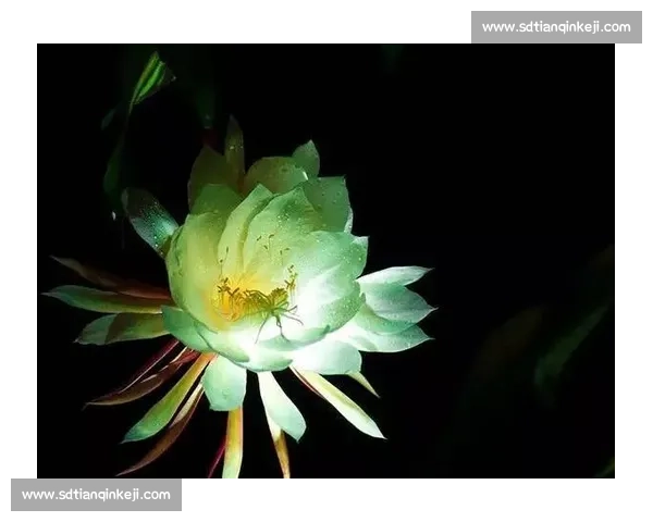 意甲射手榜：神迹还是昙花一现谁能笑到最后！